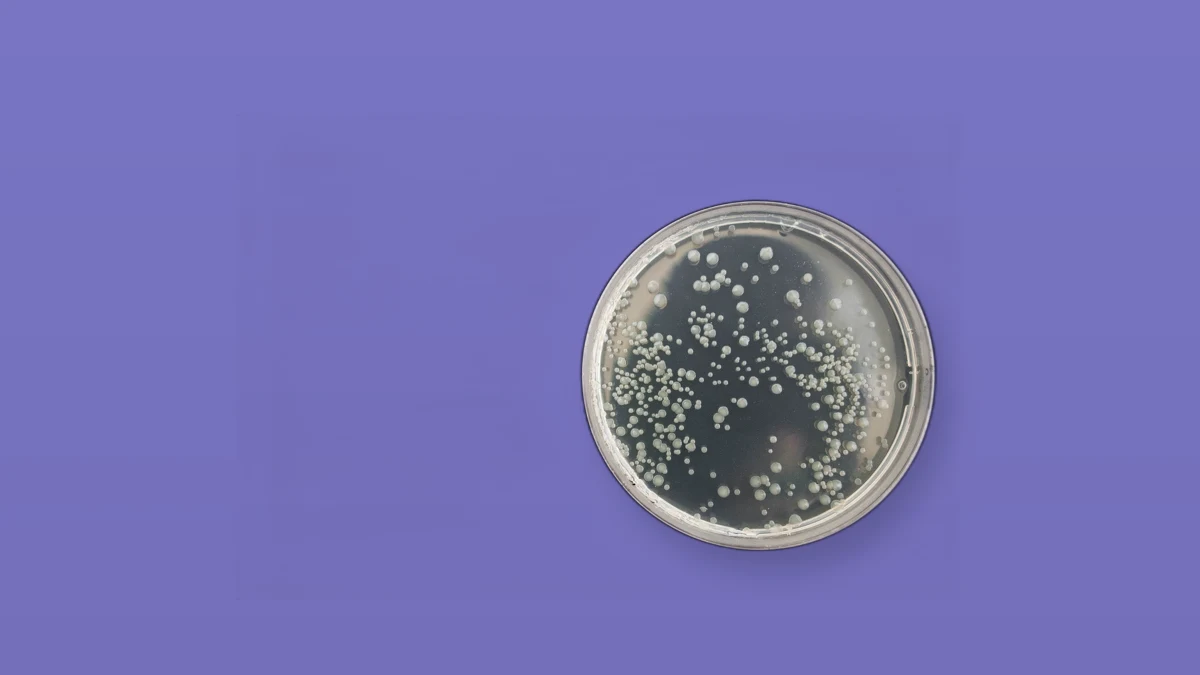 A petri dish with bacterial colonies on a purple background, photo illustration