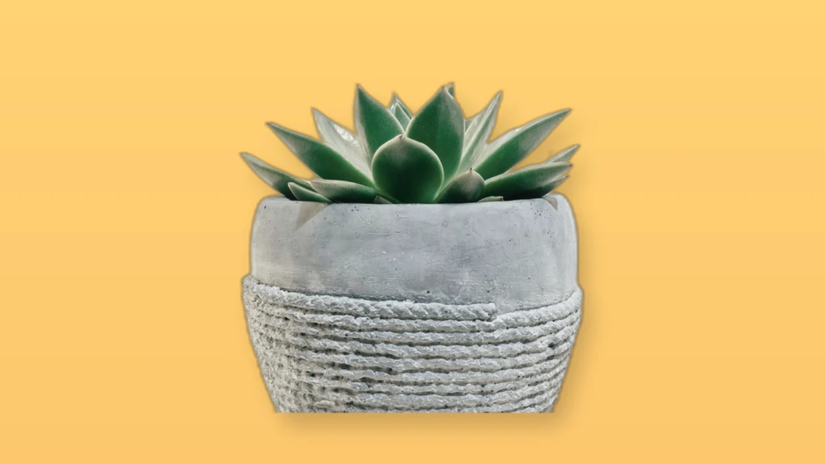 A green succulent in a textured pot on a peach background, photo illustration