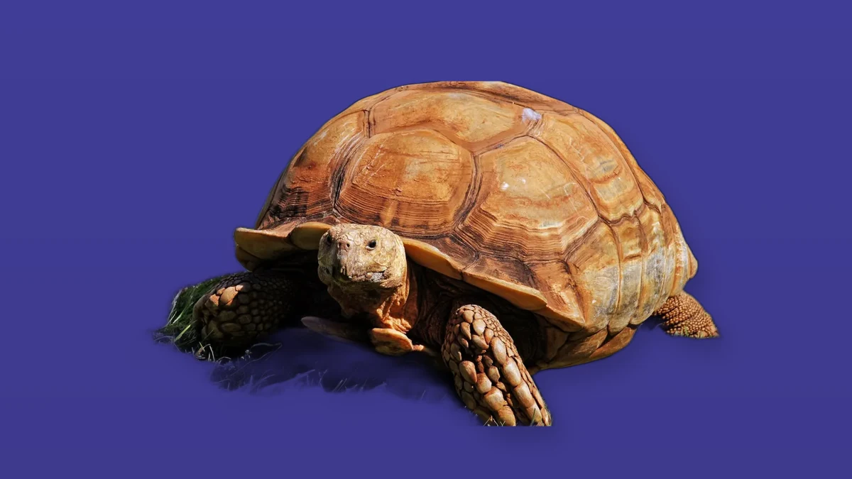 A tortoise on a deep violet background symbolizing a deliberate, slower pace