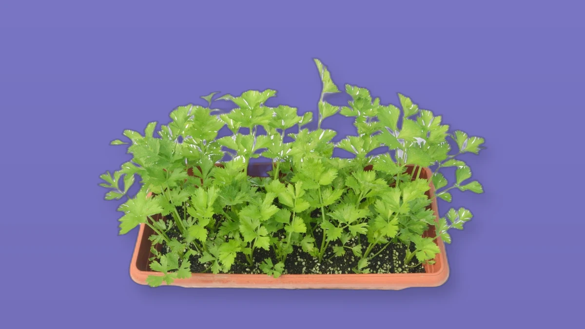 Green seedlings growing in a tray on a lavender background symbolizing growth over time