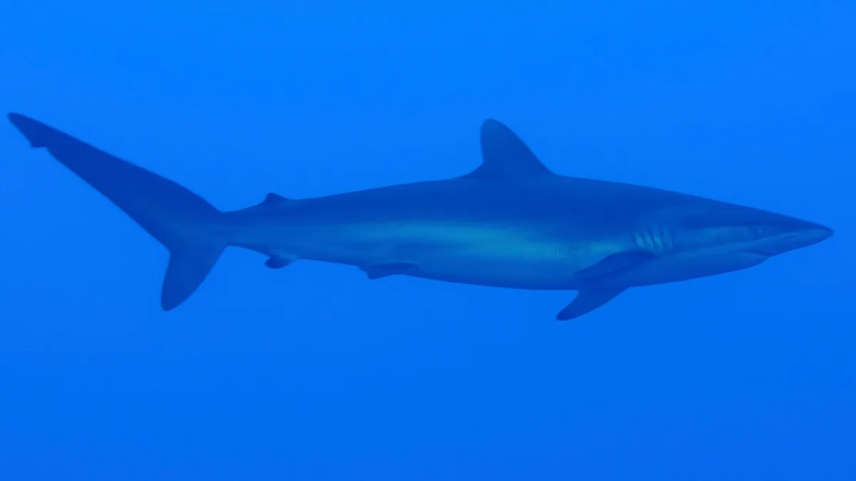A gray shark swimming in open blue water, file photo