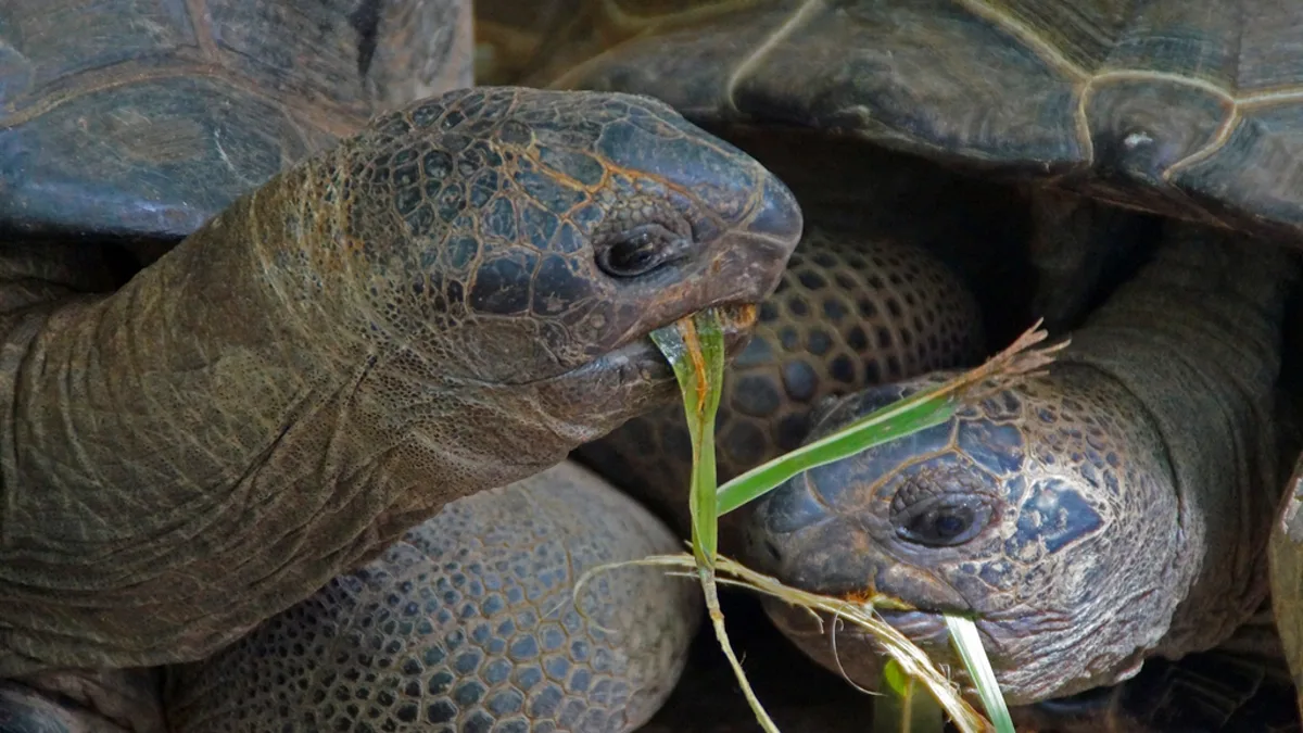 Two Aldabra giant tortoises feeding on grass, their domed shells close together