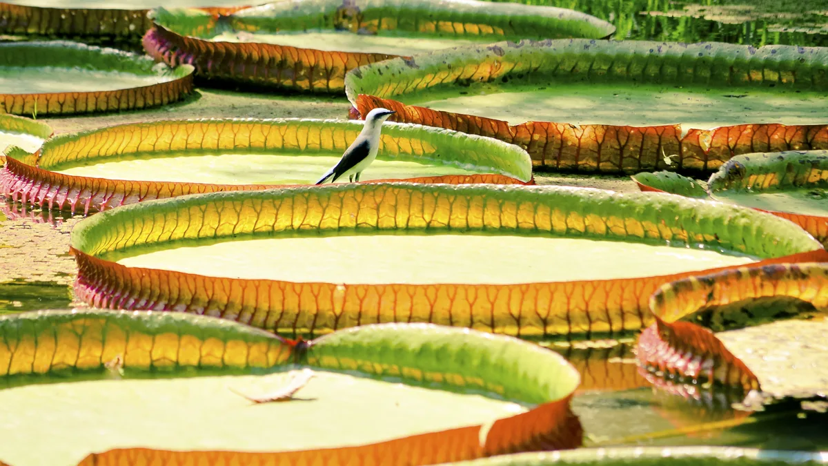 Giant Victoria waterlily pads with upturned rims floating on a pond, a bird standing on one