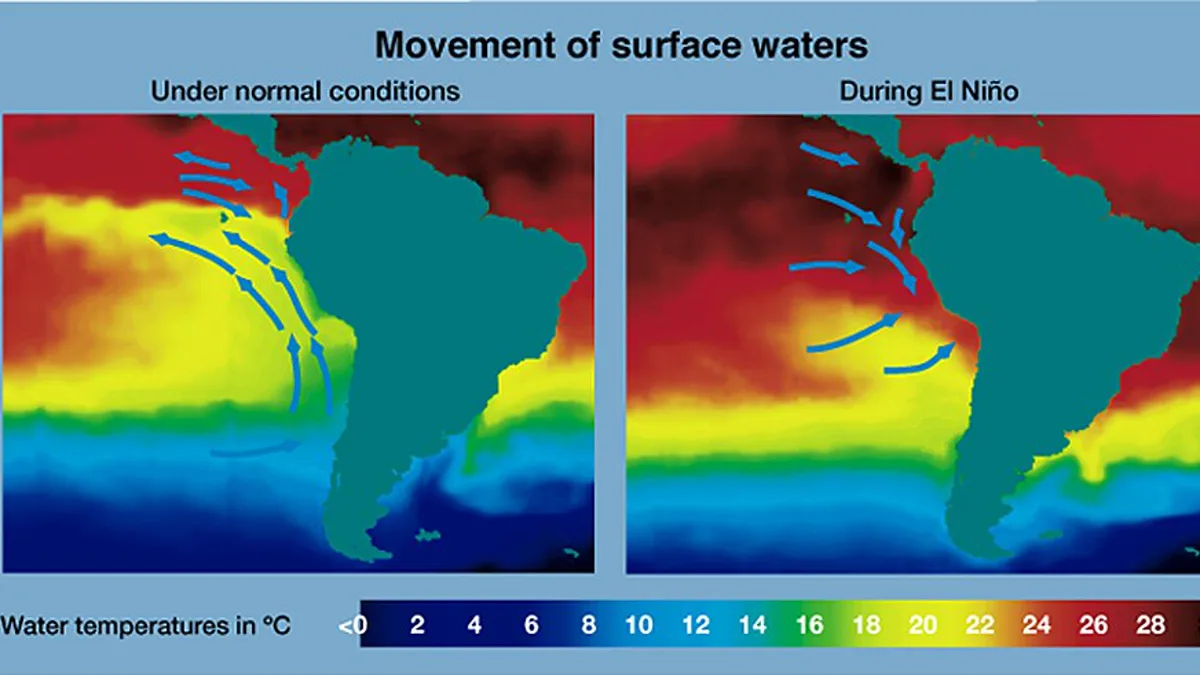 Diagram comparing Pacific surface water movement and temperature under normal conditions and during El Nino