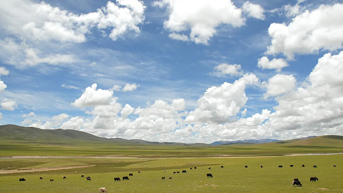 Yaks grazing on the open grassland of the high Tibetan plateau under a cloudy blue sky