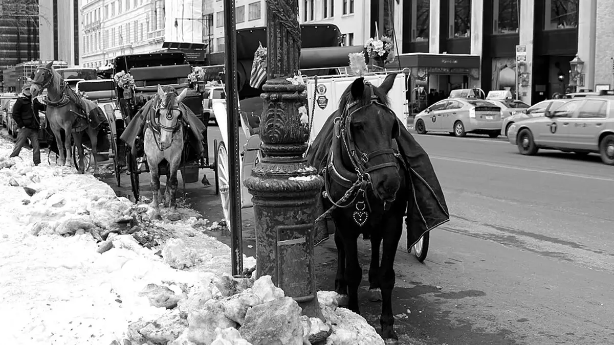 A line of blanketed carriage horses and parked carriages waiting along a snowy Manhattan curb
